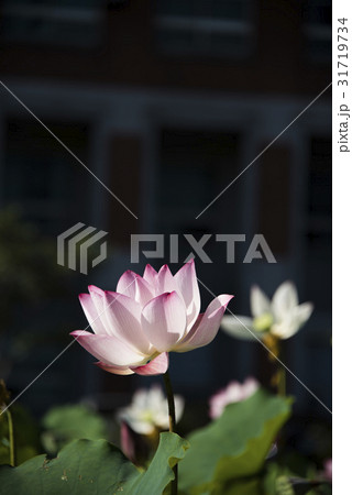 睡蓮 スイレン 水連 31719734