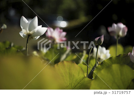 睡蓮 スイレン 水連 31719757