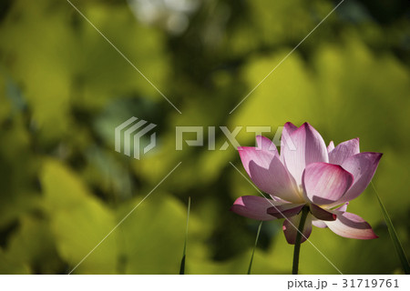 睡蓮 スイレン 水連 31719761