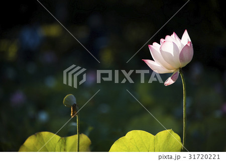 睡蓮 スイレン 水連 31720221