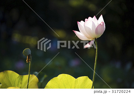 睡蓮 スイレン 水連 31720224