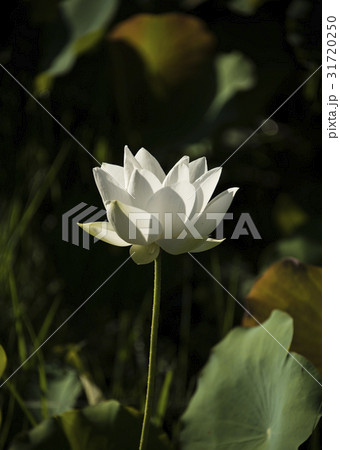 睡蓮 スイレン 水連 31720250