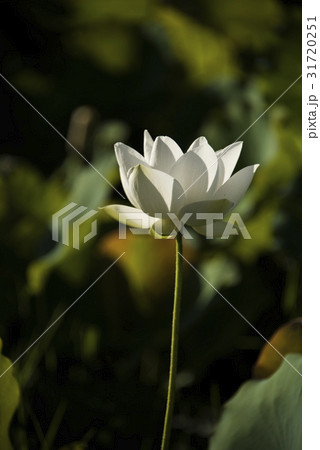 睡蓮 スイレン 水連 31720251