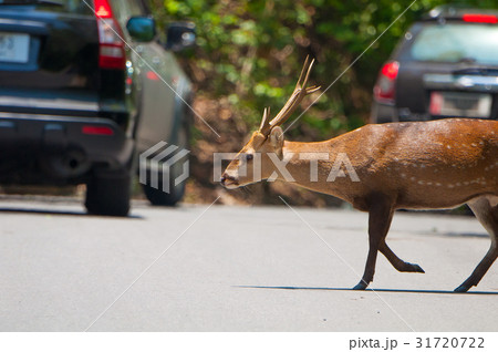 Deer crossing the road Deer crossing the road 31720722