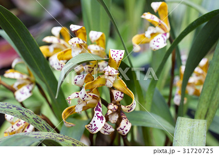 Yellow Cymbidium orchid in pot. Flower and stem 31720725