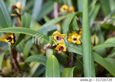 Yellow Cymbidium orchid in pot. Flower and stem 31720726