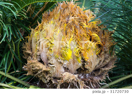 Macrozamia miquelii. Subtropical cycad evergreen Macrozamia miquelii. Subtropical cycad evergreen 31720730