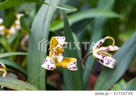Yellow Cymbidium orchid in pot. Flower and stem 31720738