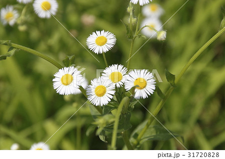 ヒメジョオン 31720828