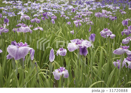 大鳥毛(花菖蒲の品種) 大鳥毛(花菖蒲の品種) 31720888