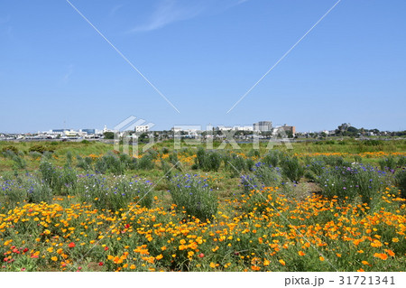 平塚市 イシックス馬入のお花畑 平塚市 イシックス馬入のお花畑 31721341