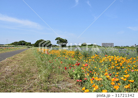 平塚市 イシックス馬入のお花畑 平塚市 イシックス馬入のお花畑 31721342