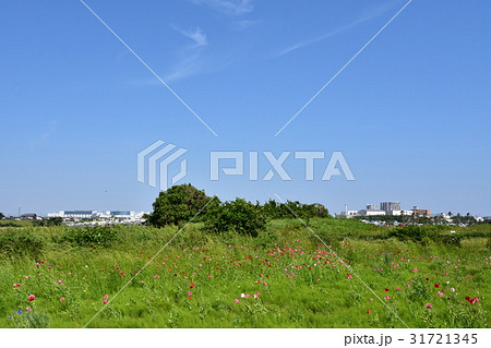 平塚市 イシックス馬入のお花畑 平塚市 イシックス馬入のお花畑 31721345