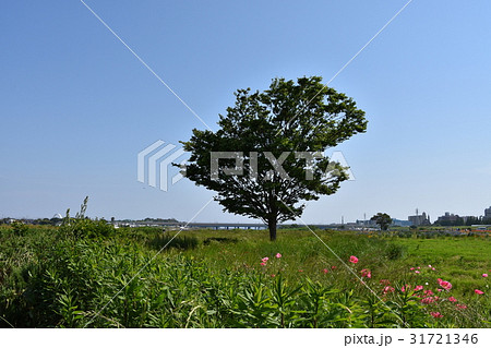 平塚市 イシックス馬入のお花畑 平塚市 イシックス馬入のお花畑 31721346
