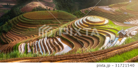 Terraced ricefield in water season at Vietnam 31721540