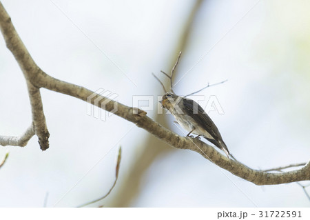 サメビタキ(鮫鶲) 31722591