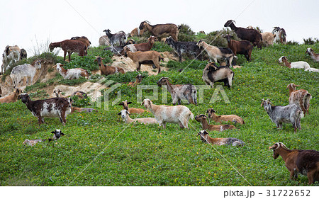 Flock of goat 31722652