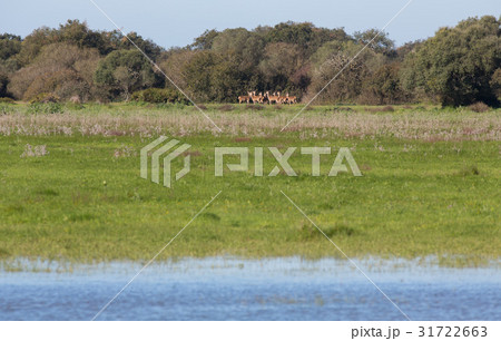 Doe group calm 31722663