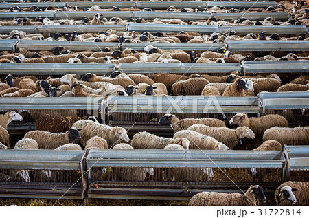 Flock of sheep 31722814