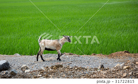 Goat and rice plantations 31722815