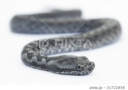 Viper snake baby, Vipera latastei 31722856