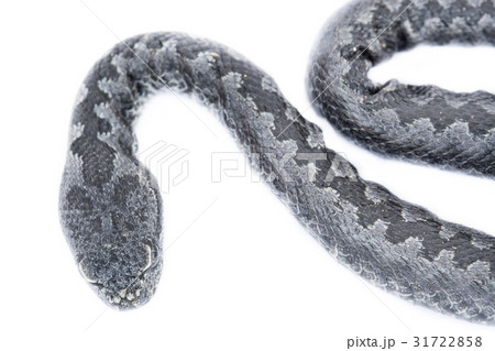 Top view of Viper snake baby, Vipera latastei Top view of Viper snake baby, Vipera latastei 31722858