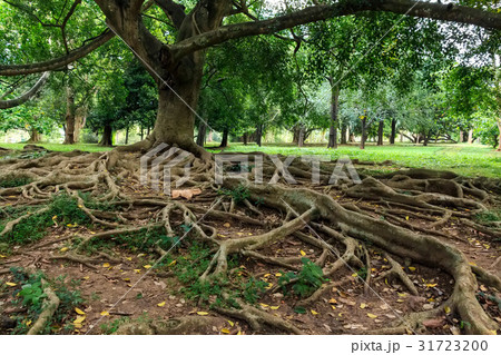 Big roots above the surface 31723200