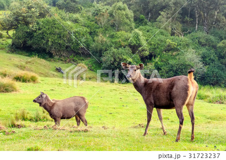 Sambar deer in wild 31723237
