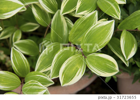 楕円形の葉 31723655