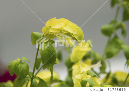 黄色いコエビソウ 31723656