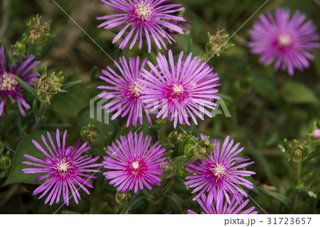 マツバギクの花 マツバギクの花 31723657