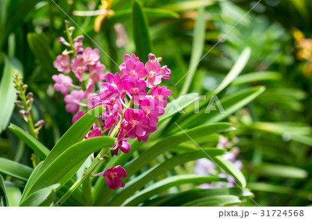 Beautuful purple orchid flowers with buds 31724568