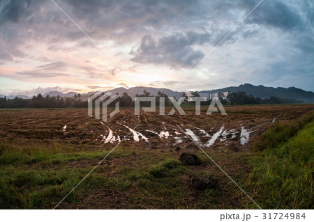 Harvested rice field view with sunrise 31724984