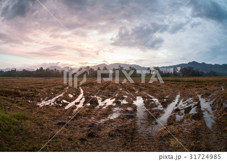 Harvested rice field view with sunrise Harvested rice field view with sunrise 31724985