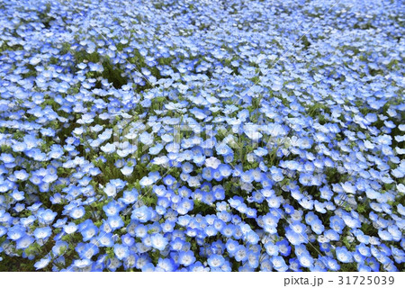 茨城県！国営ひたち海浜公園のネモフィラ畑 31725039
