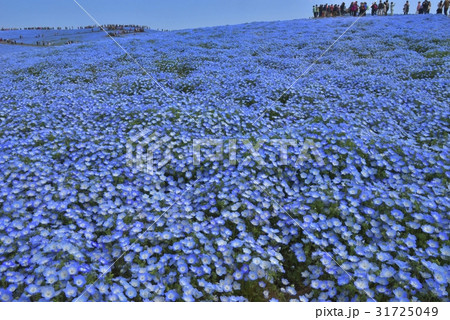 茨城県!国営ひたち海浜公園のネモフィラ畑 茨城県!国営ひたち海浜公園のネモフィラ畑 31725049
