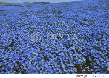 茨城県!国営ひたち海浜公園のネモフィラ畑 茨城県!国営ひたち海浜公園のネモフィラ畑 31725050