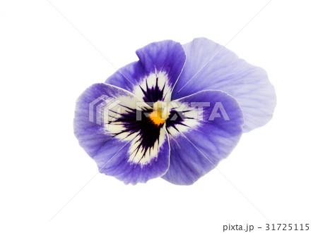 Pansies isolated Pansies isolated 31725115