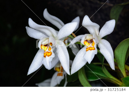 Coelogyne nitida (Wall. Mss.) Lindl. 31725184
