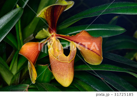 Scientific name 31725185