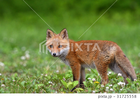キタキツネの子供 31725558