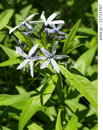 チョウジソウ チョウジソウ 31725567