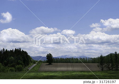 丘の風景 北落合 南富良野 丘の風景 北落合 南富良野 31726197