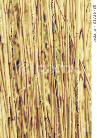 Dry reed background Dry reed background 31726780