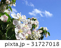 りんごの花 31727018