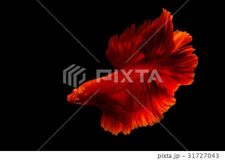 Red fighting fish isolated on black Red fighting fish isolated on black 31727043