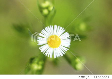 ヒメジオン 31727224