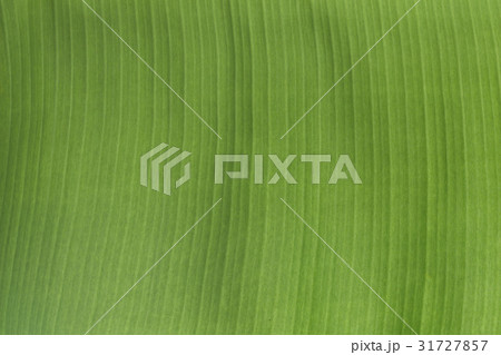 Green banana leaf background 31727857