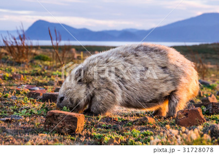 Australian Wombat at sunset 31728078