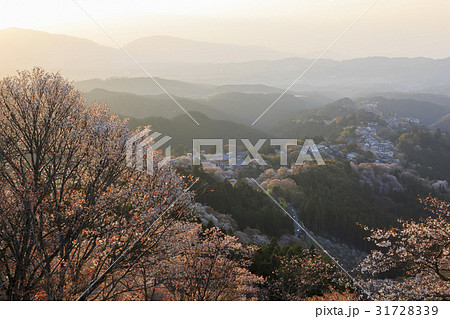 奈良県・吉野山の桜・夕暮れ 31728339